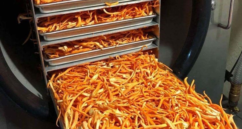Đông trùng được sấy bằng công nghệ sấy thăng hoa
