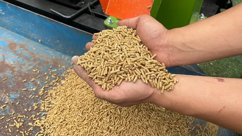 Cám viên được ép khô